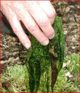 algae.  eww, frankly
