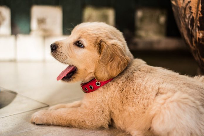 Puppy Puppy