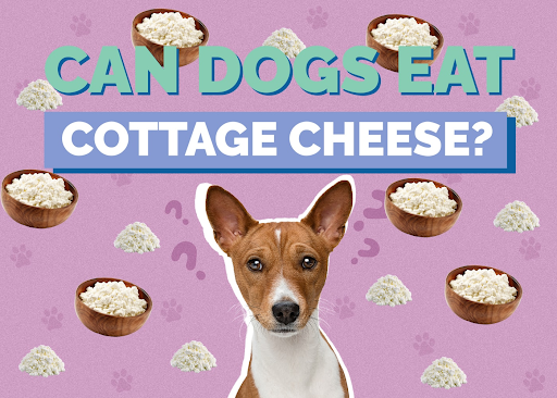 Can Dogs Eat Cottage Cheese Can Dogs eat cottage cheese?